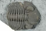 Eldredgeops Trilobite - Paulding, Ohio #270440-2